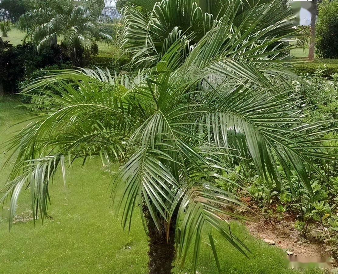 庭院常用植物灌木篇