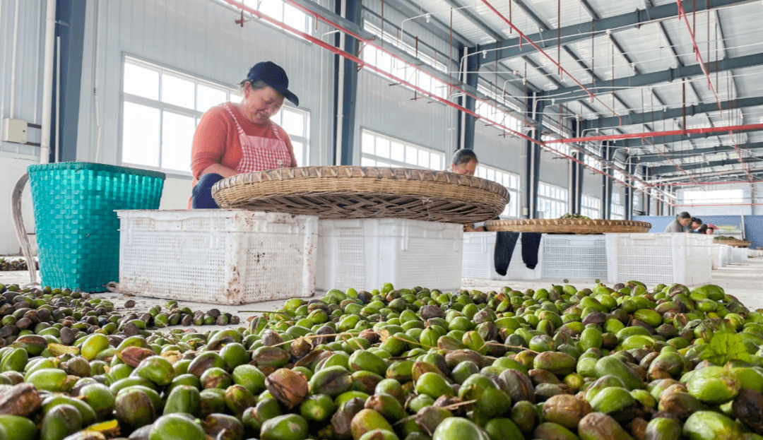 微观|初摘香榧圣果 农民嬉笑颜开_种植