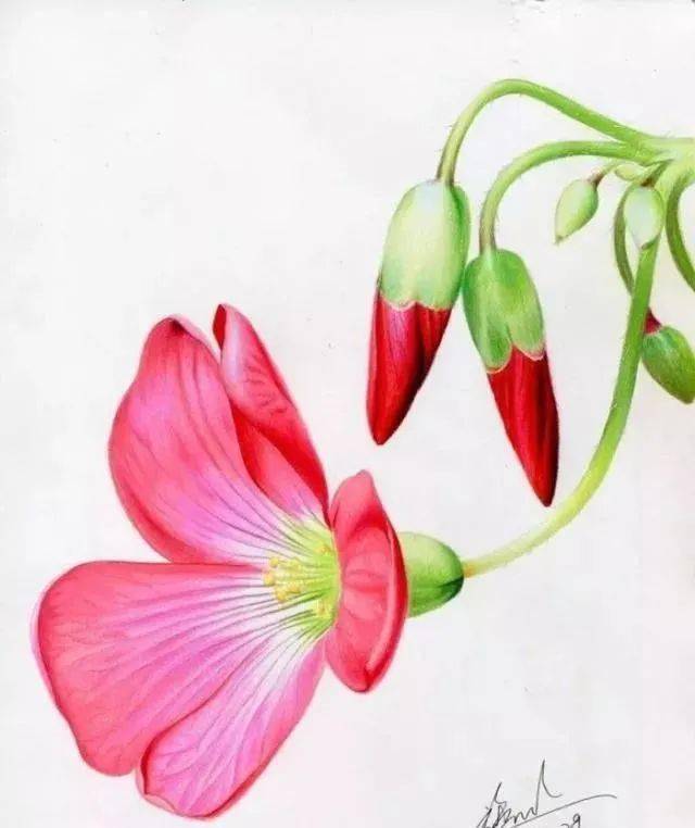 彩铅花卉教程:手绘一幅简单又好看的酱酸草,彩铅花卉步骤