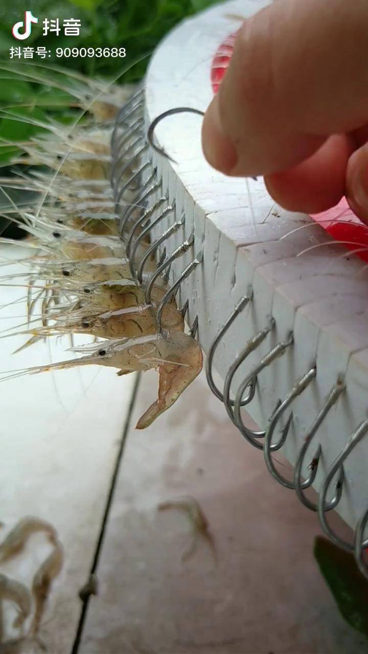 日常穿饵料,马上开放排钩延绳钓