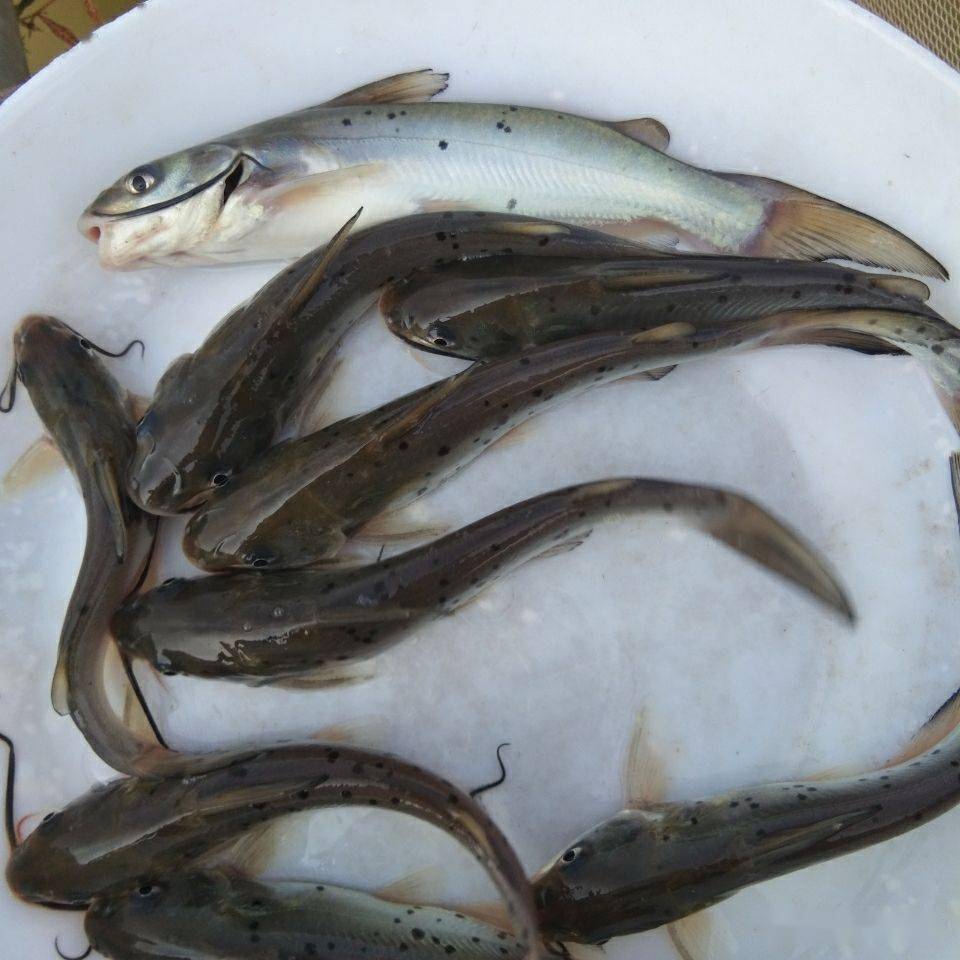白化叉尾鮰鱼图片