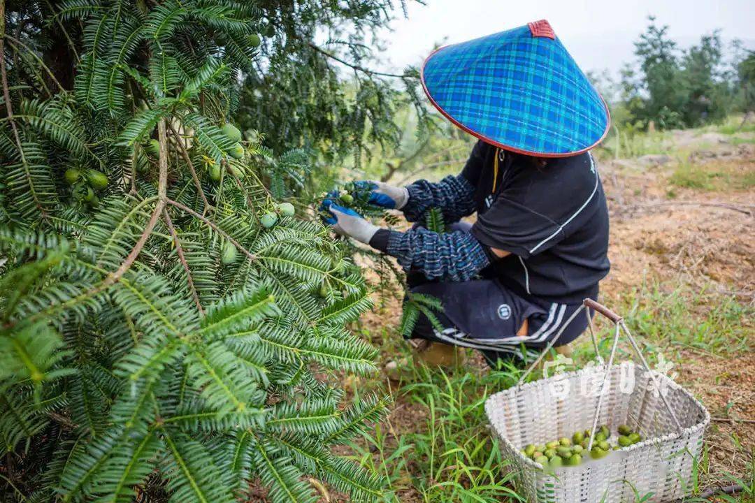 截至目前,富阳有香榧种植面积4.