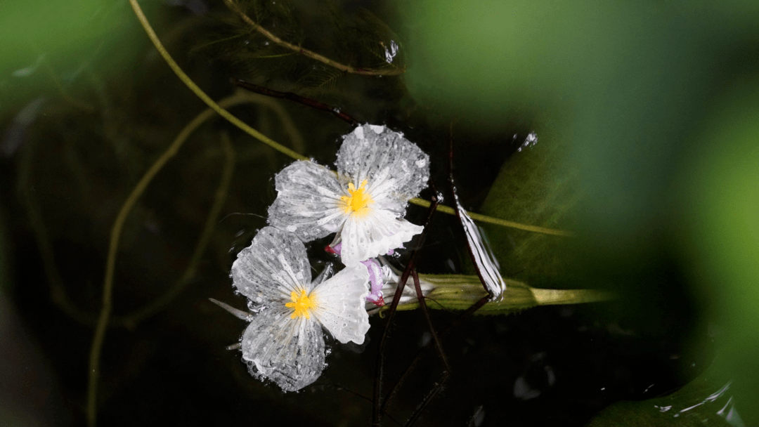 和雲南兩省瀘沽湖中獨有的波葉海菜花被納入了國家二級保護野生植物