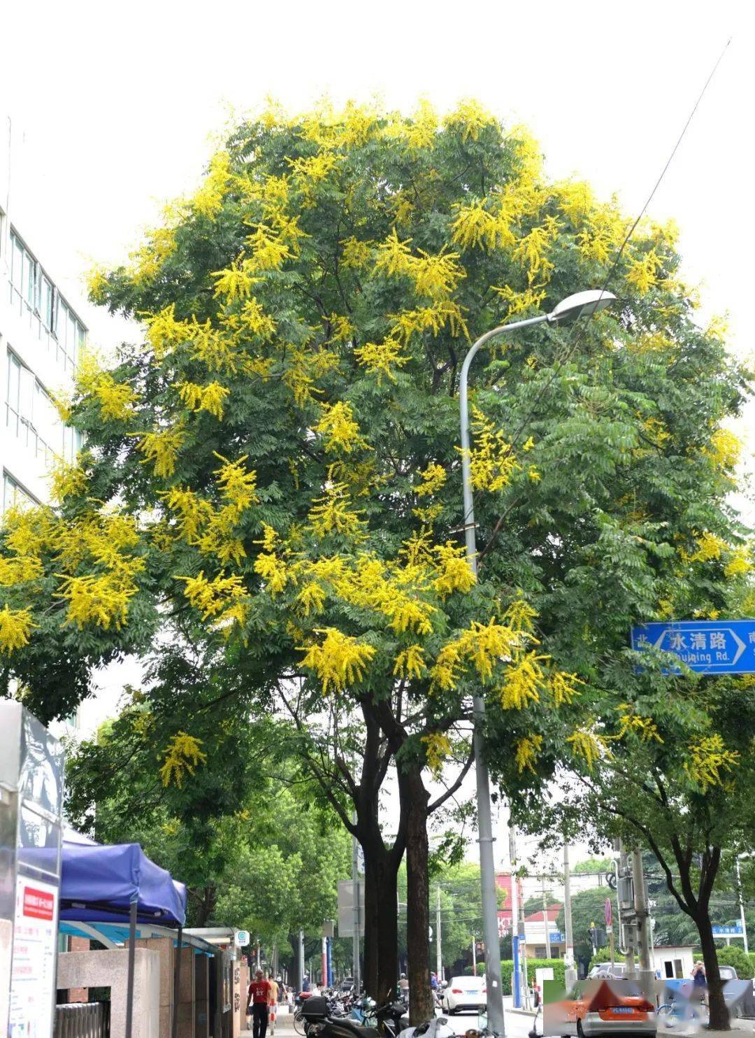 路上下起了黃金雨這些街頭的欒樹正絢爛