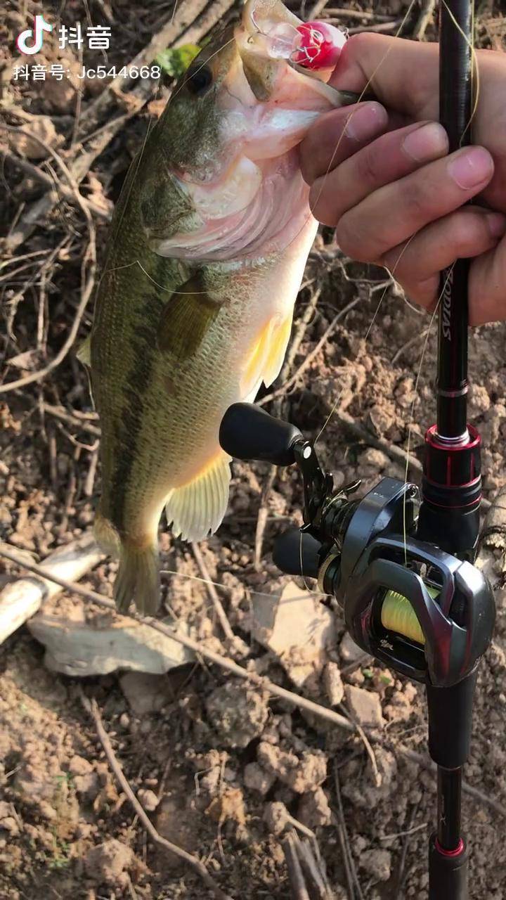 喂一年长这么大不错哦鲈鱼路亚怎么钓鲈鱼小胖子也可以喔