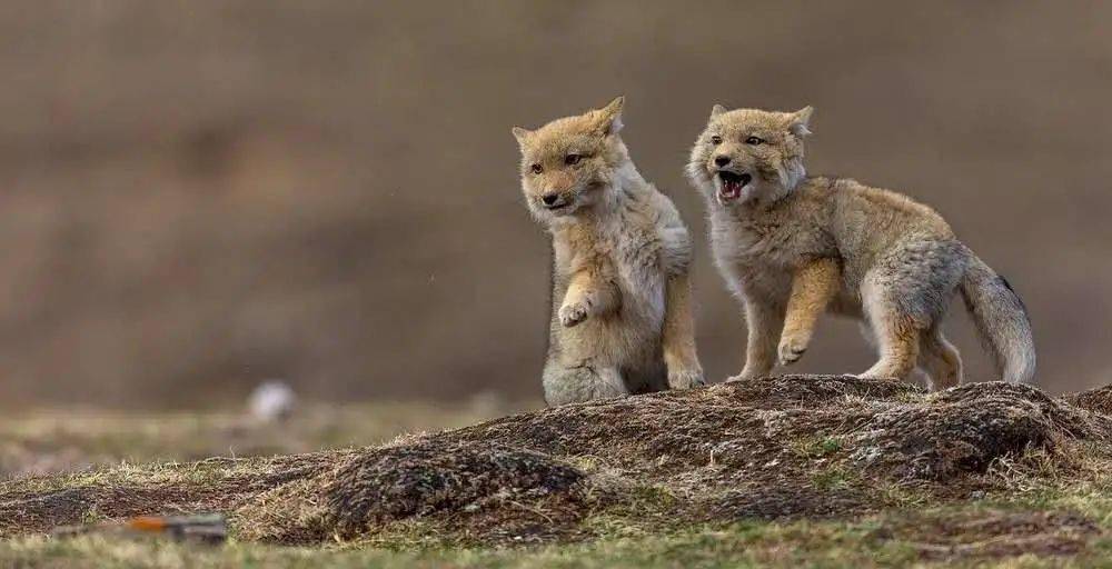 科普:藏狐,成长与亲情同在