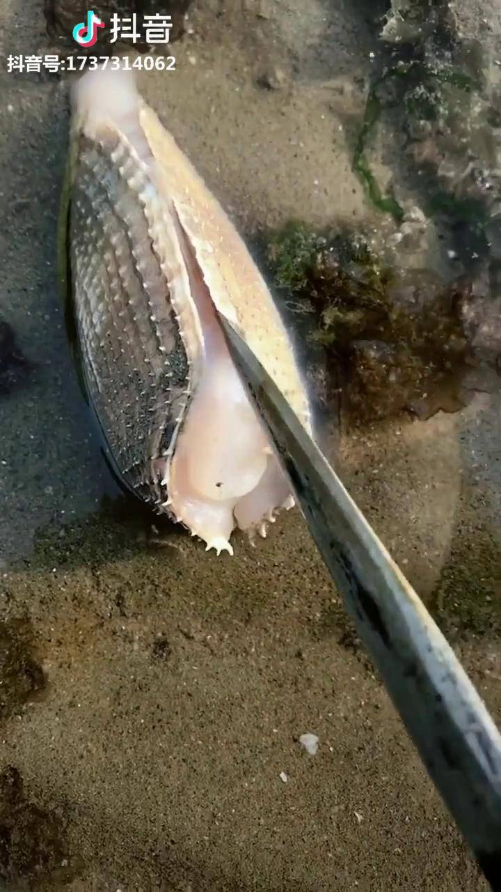 玉米螺的秘密你知道吗