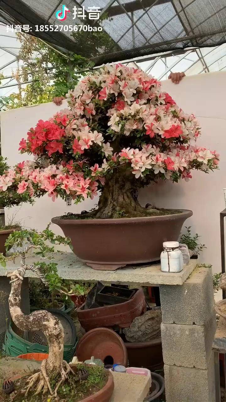 鬼怒之光高96公分冠1米收藏品日本皋月杜鹃层次出枝堪称完美树形经典