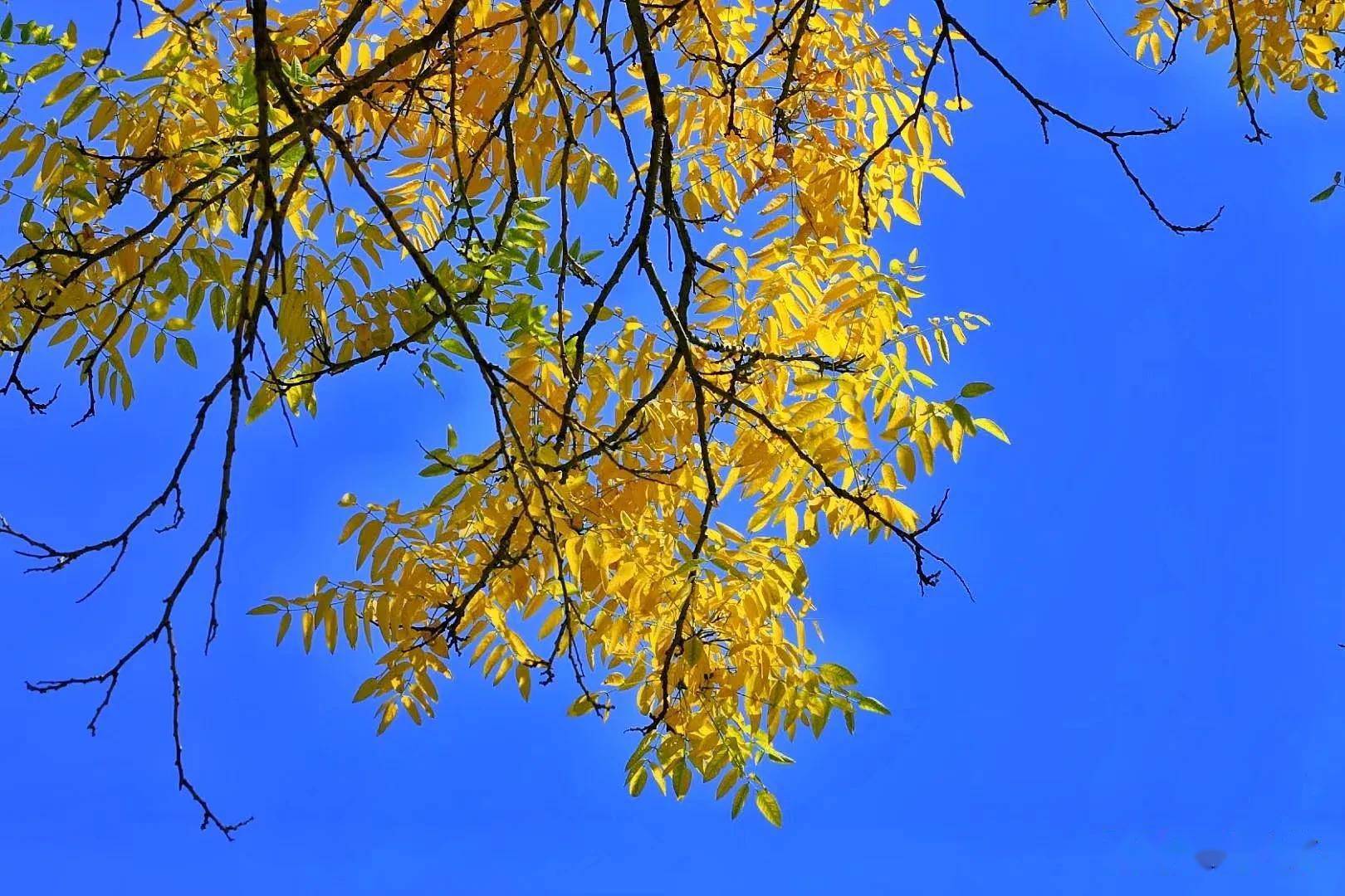 西宁的金秋阳光温馨恬静,西宁的金秋微风暖和轻柔