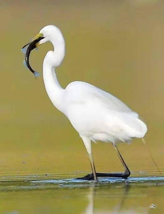 一行白鹭上青天--刷爆朋友圈的白鹭照片都在这里