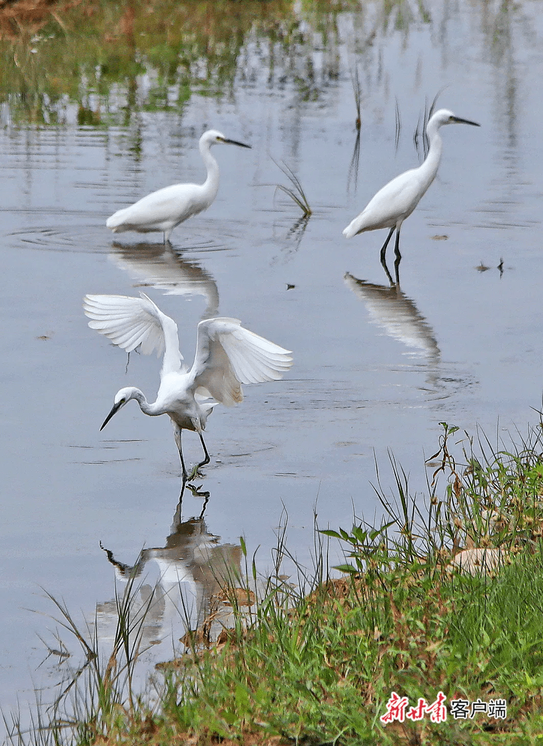 【中省媒体看甘肃】白露时节白鹭飞