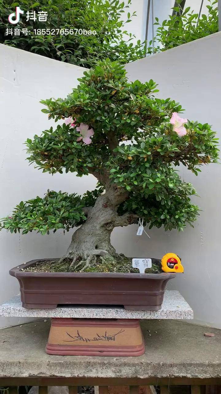 华宝日本进口的杜鹃经典树形