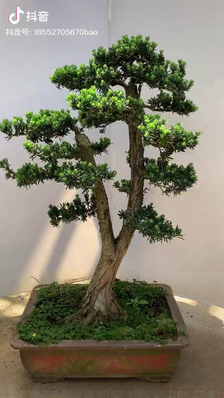 富贵吉祥 罗汉松盆景