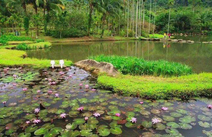 程文胜池塘的秘境之眼