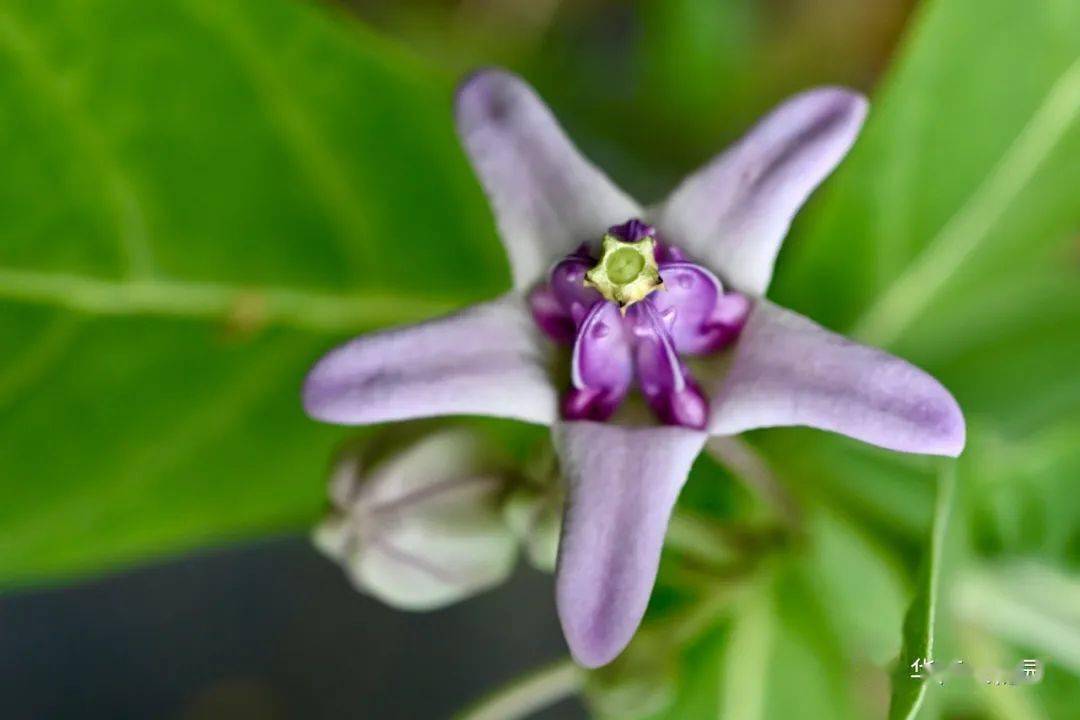 五狗卧花心这植物名是认真的吗