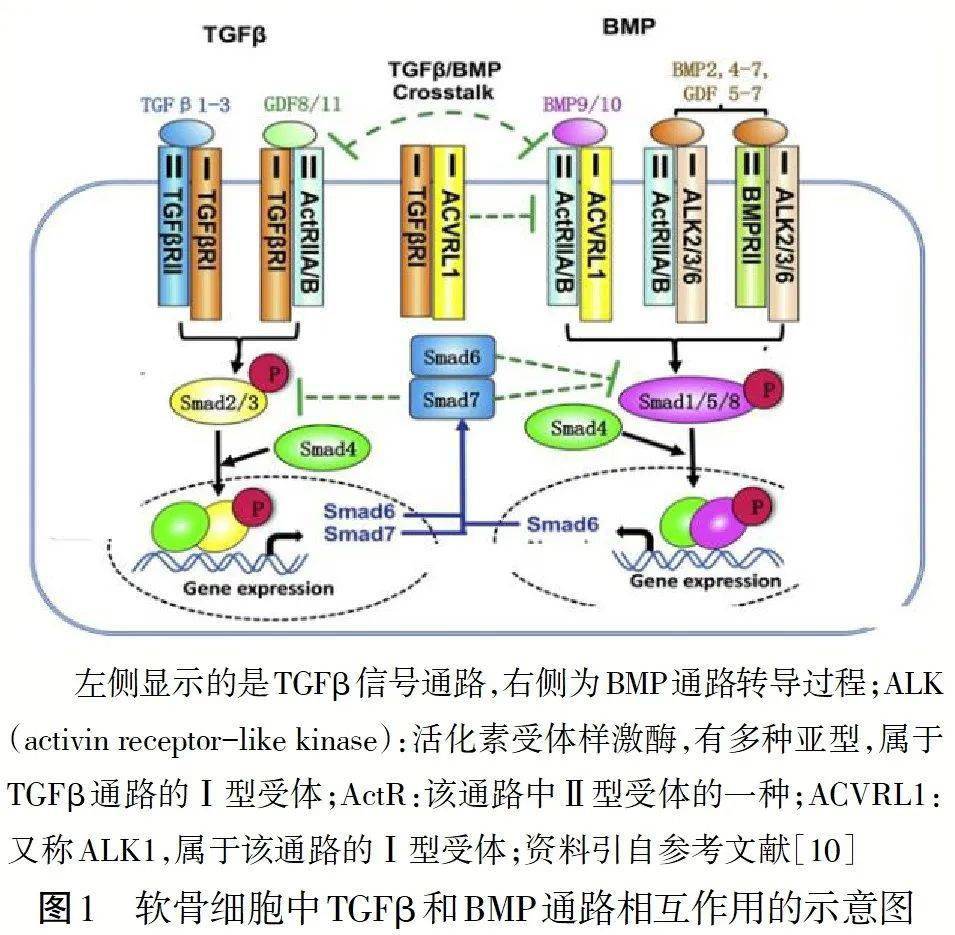 专题笔谈│影响生长板上软骨细胞活动的信号通路及生长板生物钟_smads