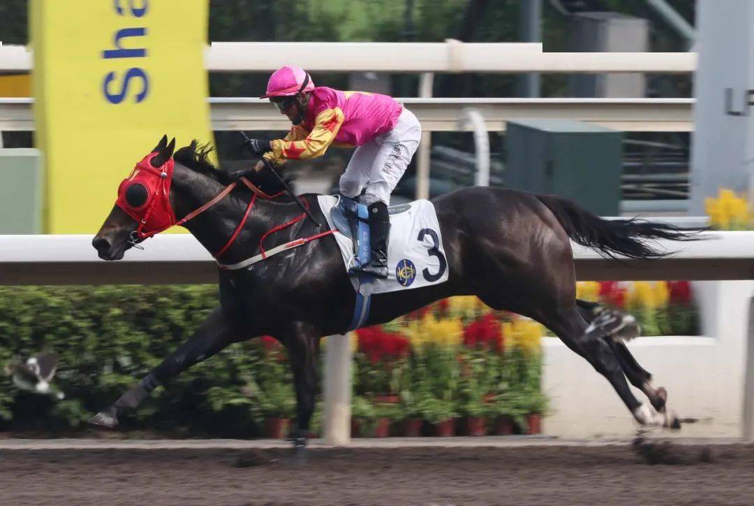 沙田赛事|潘顿胜出在港第