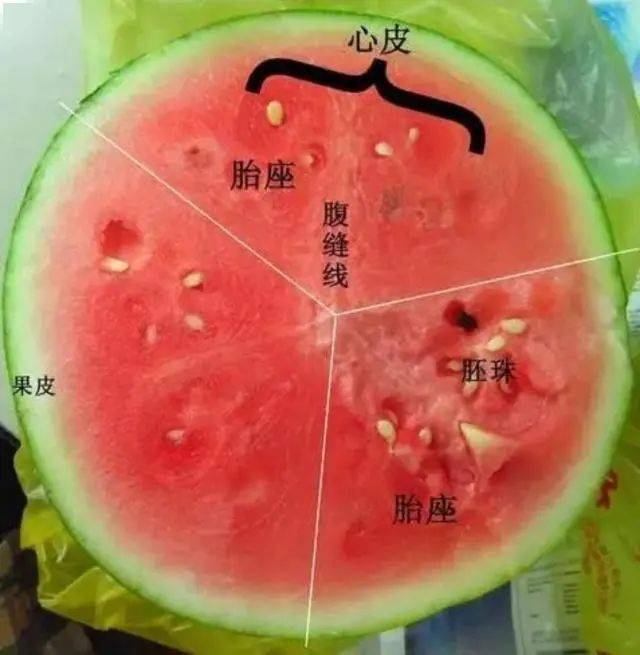 66e6df2e52ad4f56a849a430155a6de4.jpeg