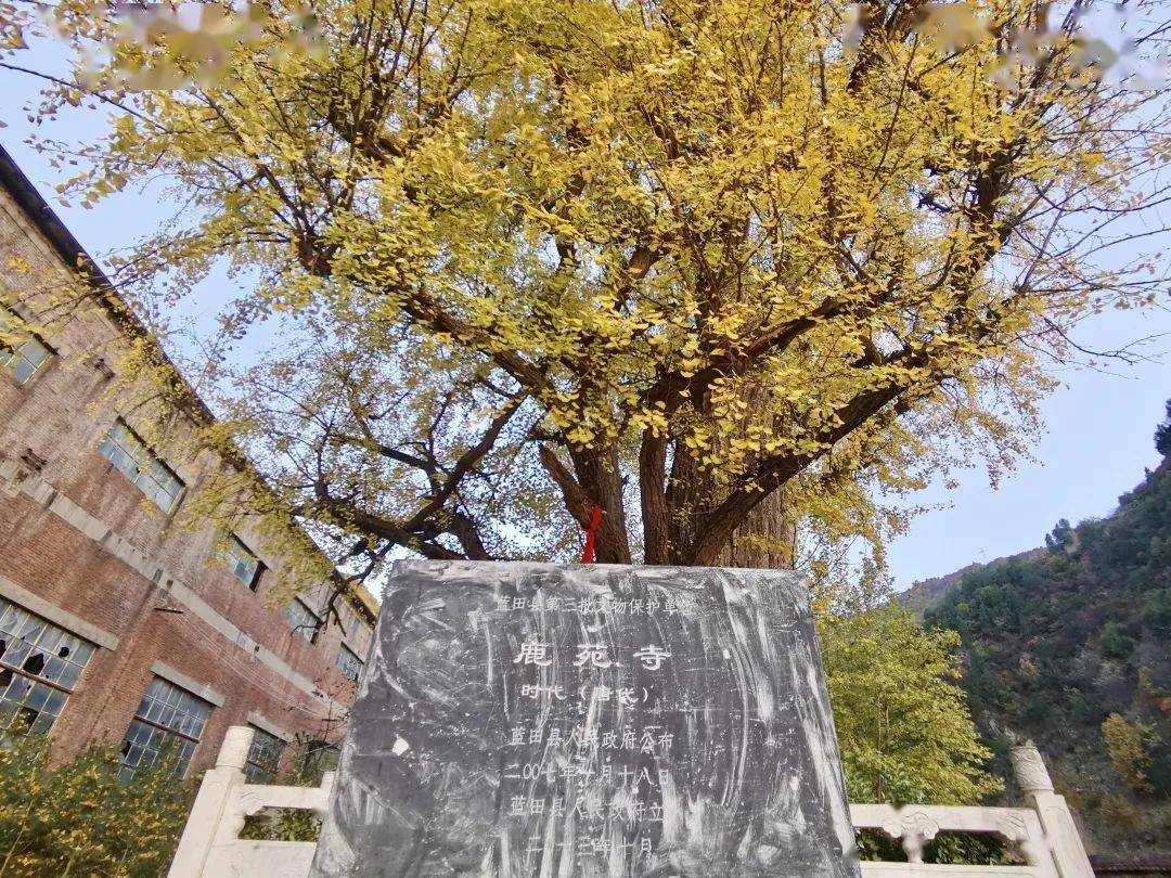 知道1200多年前唐代大诗人王维曾在蓝田县辋川镇亲手植过一棵银杏树