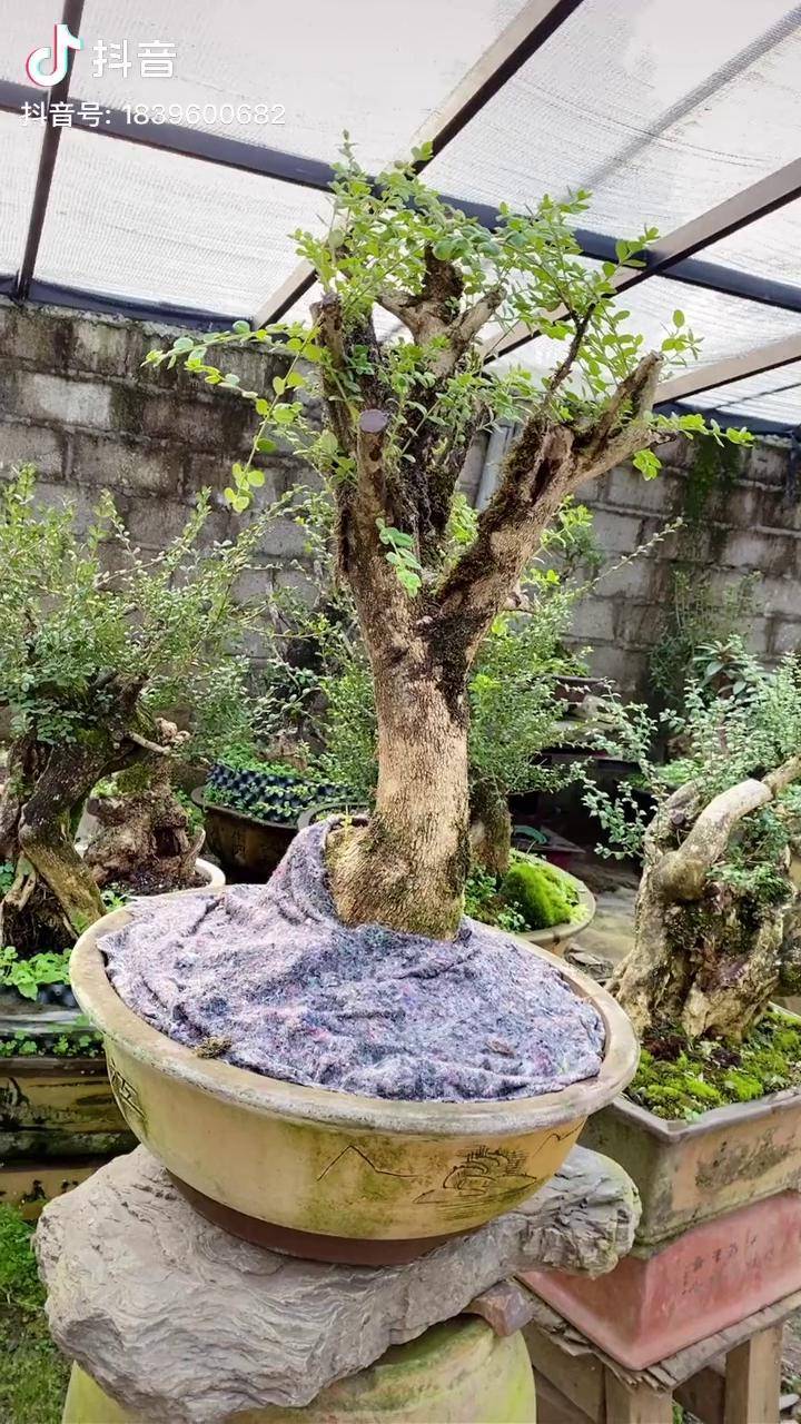 大树型黄杨