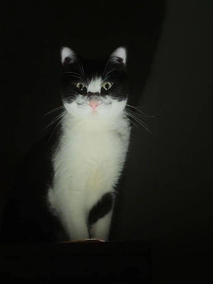 凌晨三点惊醒看到一只猫猫鬼