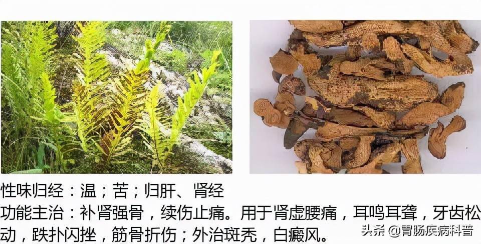 全網最全的中草藥圖譜圖片性味歸經主治功效還不收藏