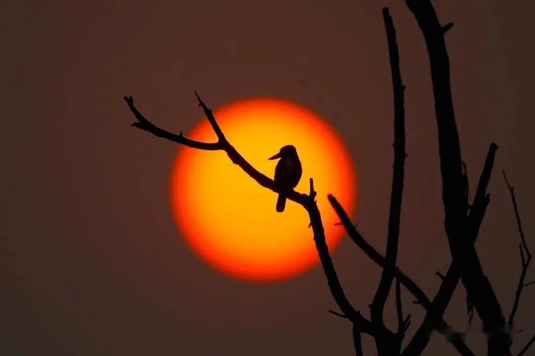 拍鸟镜头对焦设置 4def4fa4a2904581a31277861f0bf754.jpeg