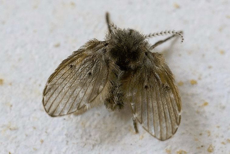 驱虫方法全在这里…_果蝇