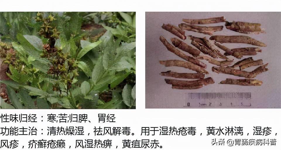 全网最全的中草药图谱图片性味归经主治功效还不收藏