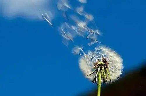 张晓风 花之笔记 水生花