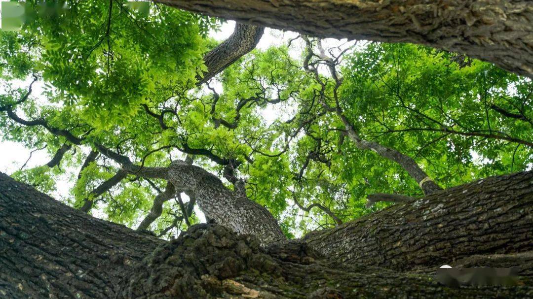 国庆去哪呢?| 华夏古槐王:风华三千秋 槐荫覆九州