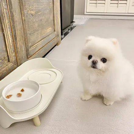 诚意|网友想骗狗子喝水,就把零食丢进水碗里,结果狗子的反应笑喷!