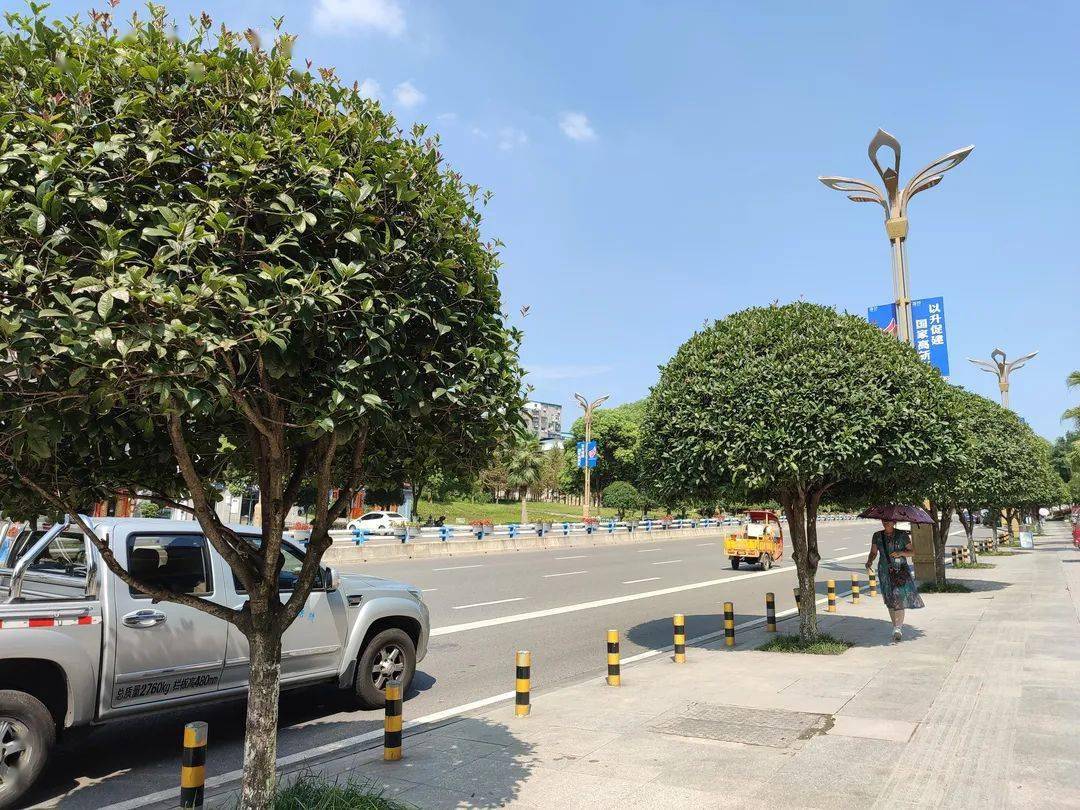 四季桂,金桂,丹桂等品种为主,栽种1万余株桂花树,主要分布在海棠大道