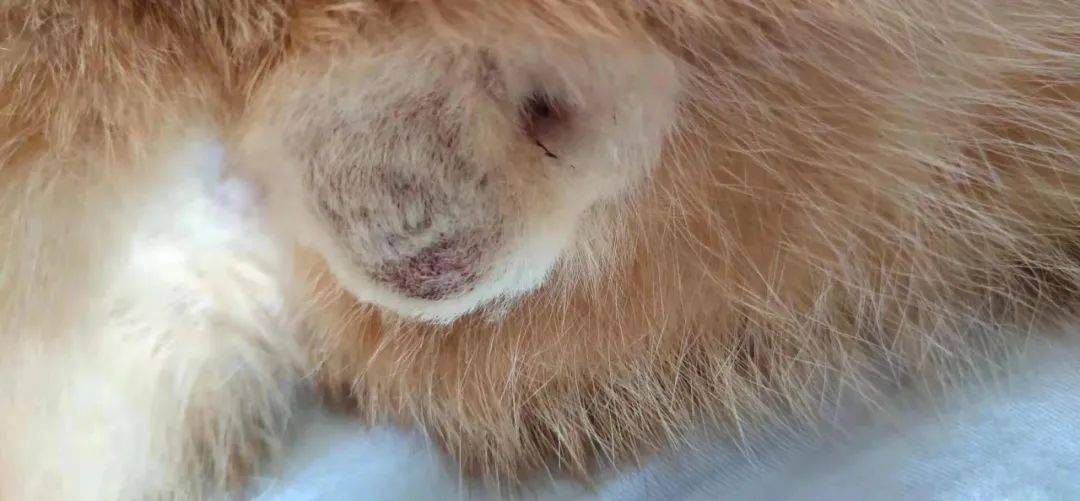 我家猫咪蛋蛋上竟然全是黑色小点点不守猫德