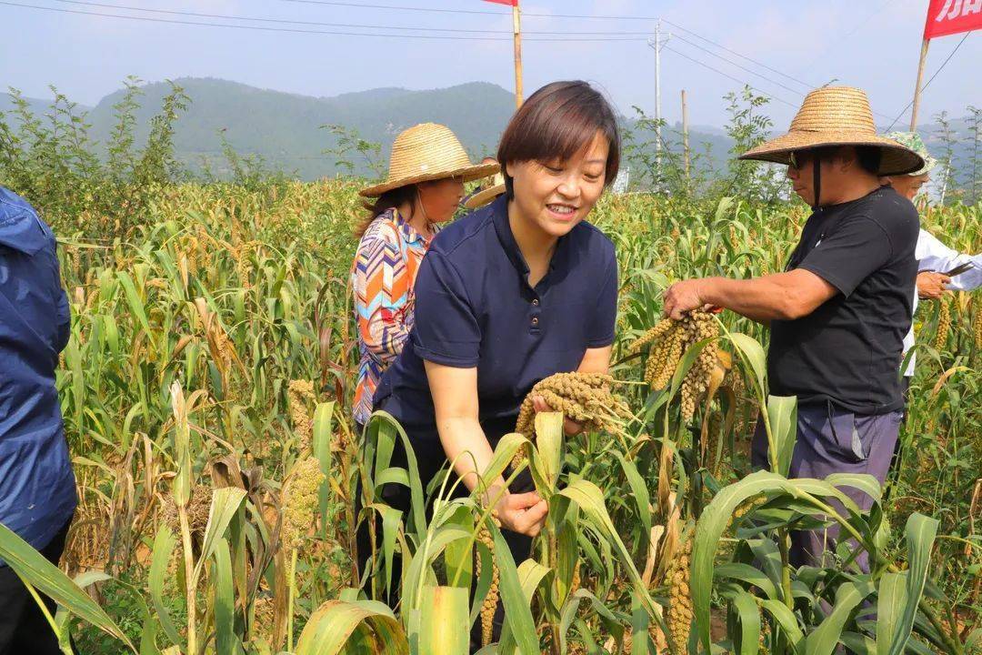 原野悠然穀穗碩長谷粒金黃滿地盡是黃金甲濩澤大地穀子喜獲豐收