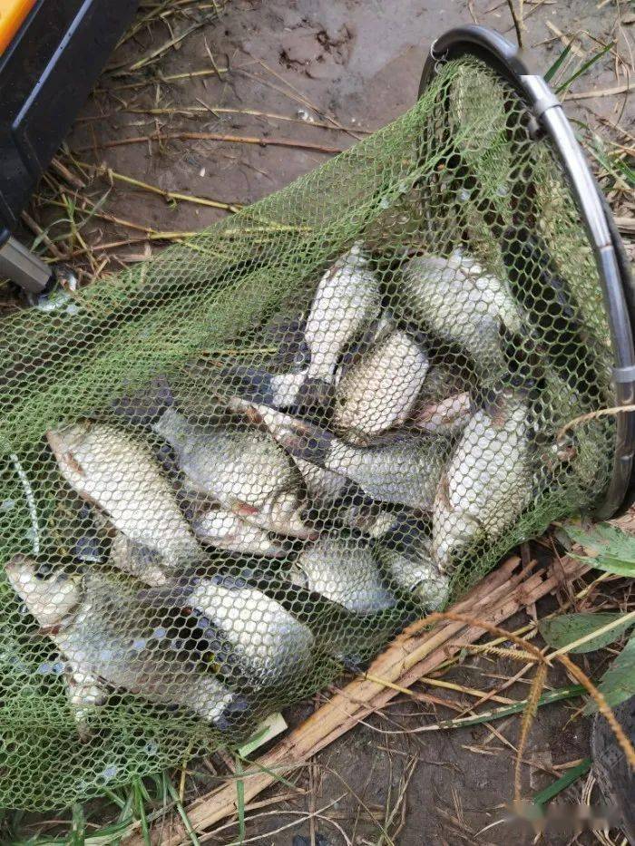 野钓有惊喜收获满满一渔护