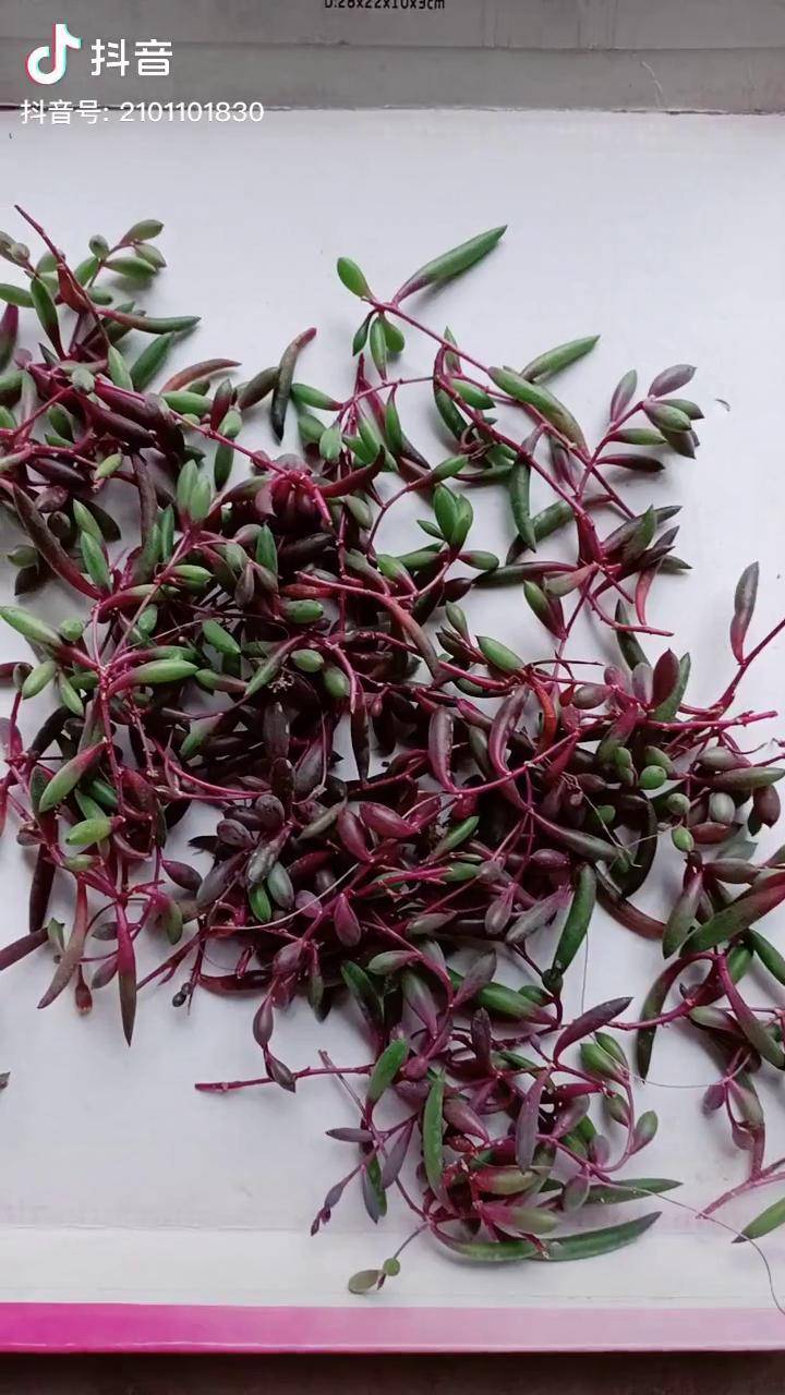 紫玄月扦插配土田园土掺炉渣13多肉植物多肉dou小助手