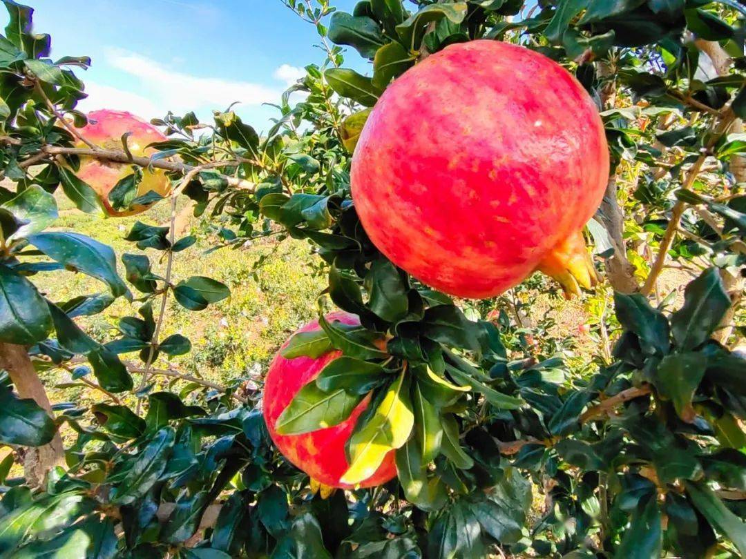 红石榴让日子越过越红火!_种植