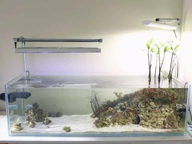 快进来膜拜海缸大佬红树林造景的故事