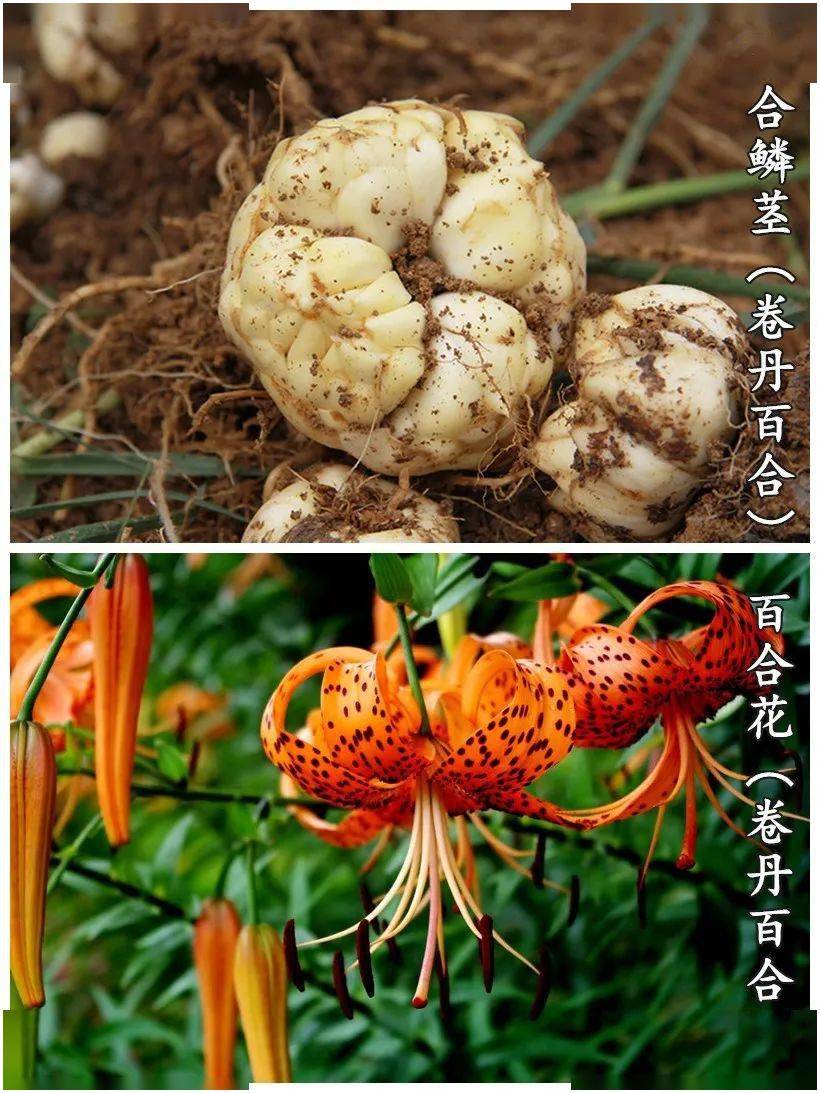 今天要讲的是药食同源的百合,我们吃的并不是百合的花,而是百合的鳞茎
