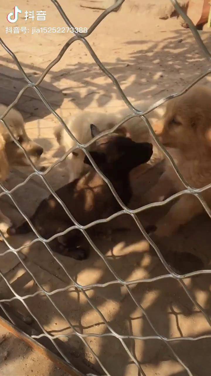 金毛跟马犬的杂交幼犬图片