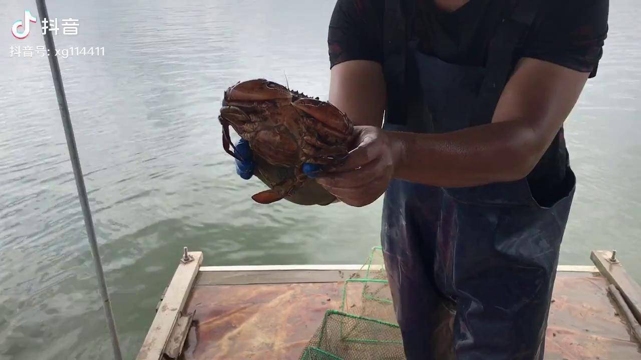 罕见大膏蟹上货赶海海鲜海鲜美食鱼获螃蟹户外
