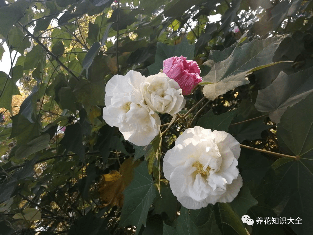 10月份开花的8种花，想下个月看开花的，不能错过！_手机搜狐网