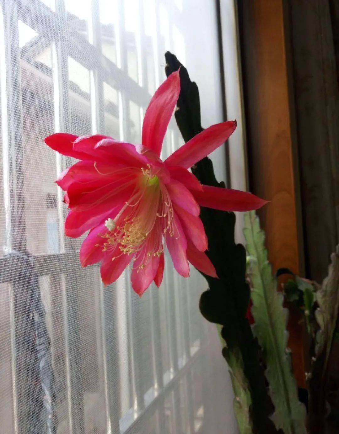 浑身带刺的仙人掌花,没想到还是个"花姑娘",颜值堪比荷花!