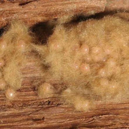 舞毒蛾常产卵于背光的地方,如树干阴面,缝隙,洞口等,每雌产卵1~2块,每