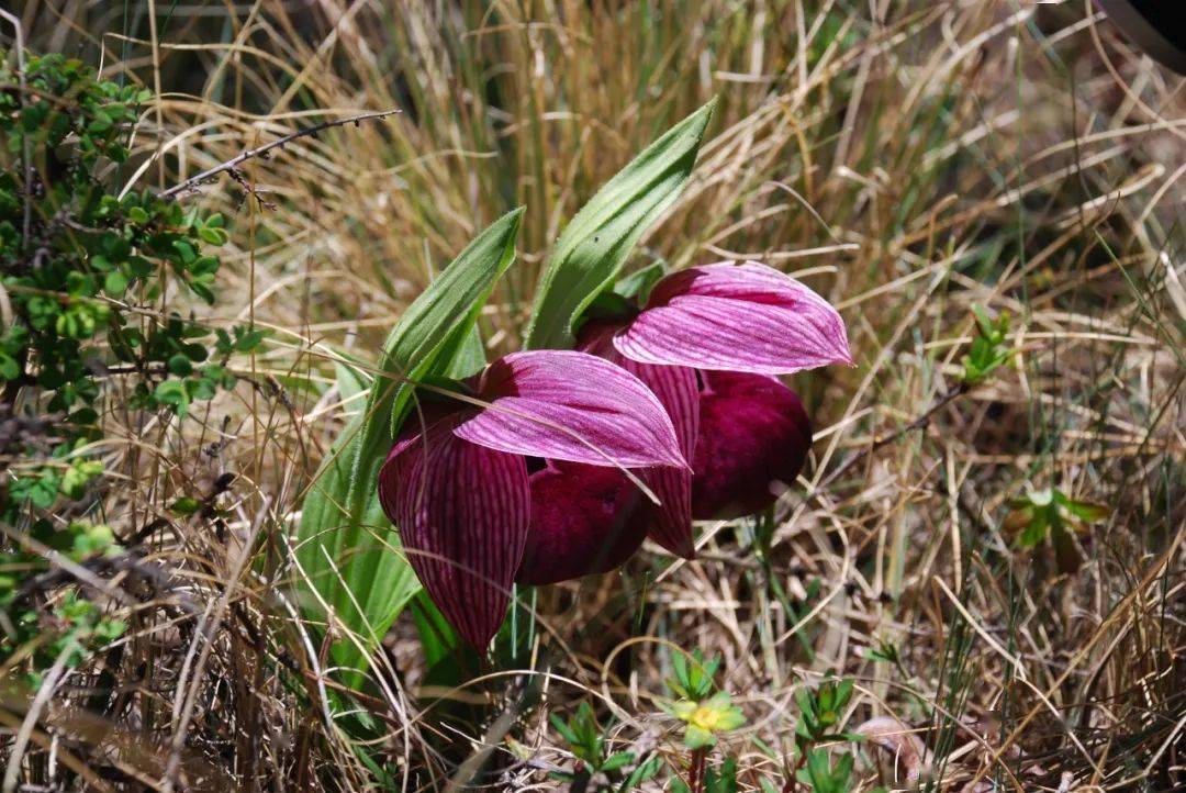 【cop15】生物多样性:美在玉龙雪山_丽江