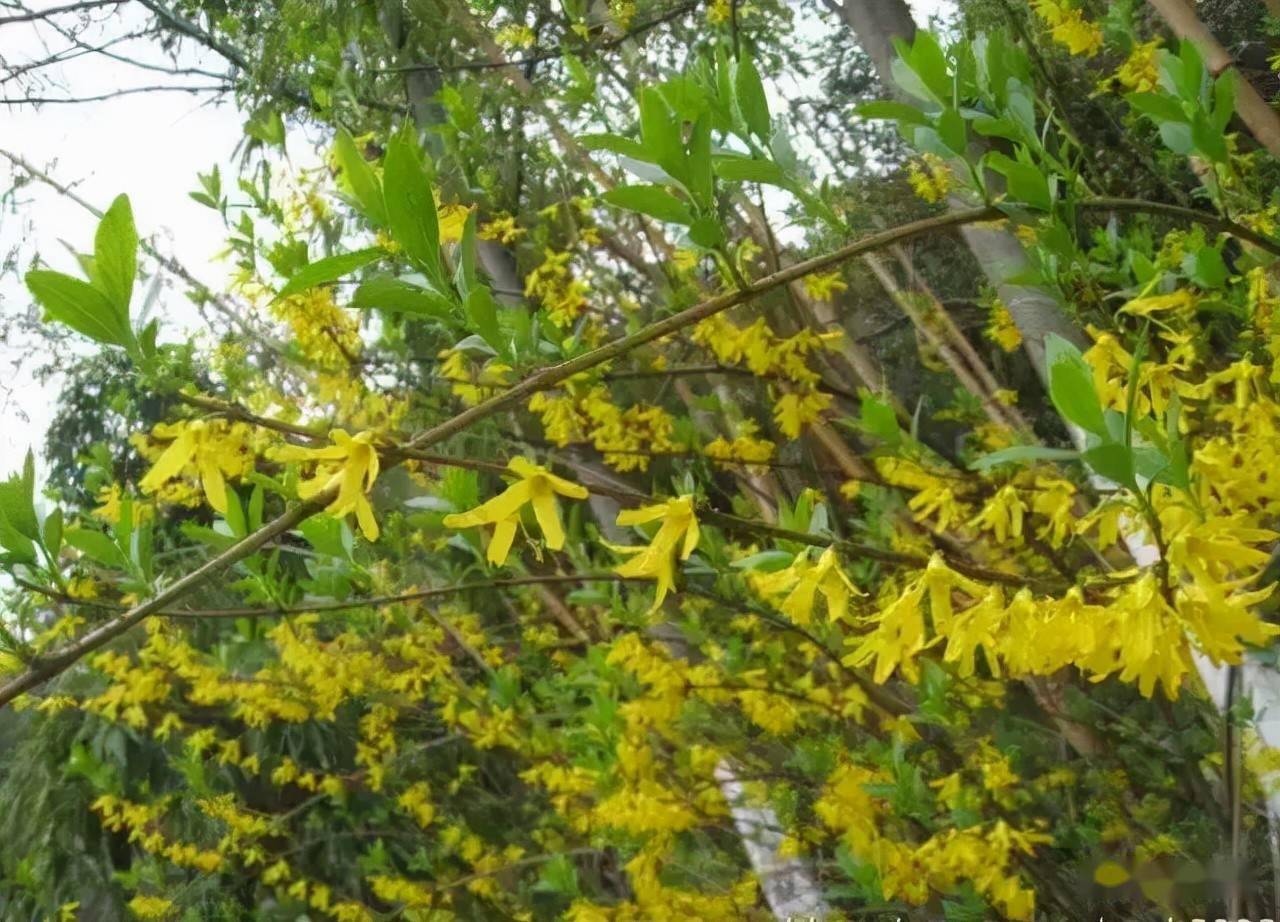 18种常见的先花后叶植物集锦