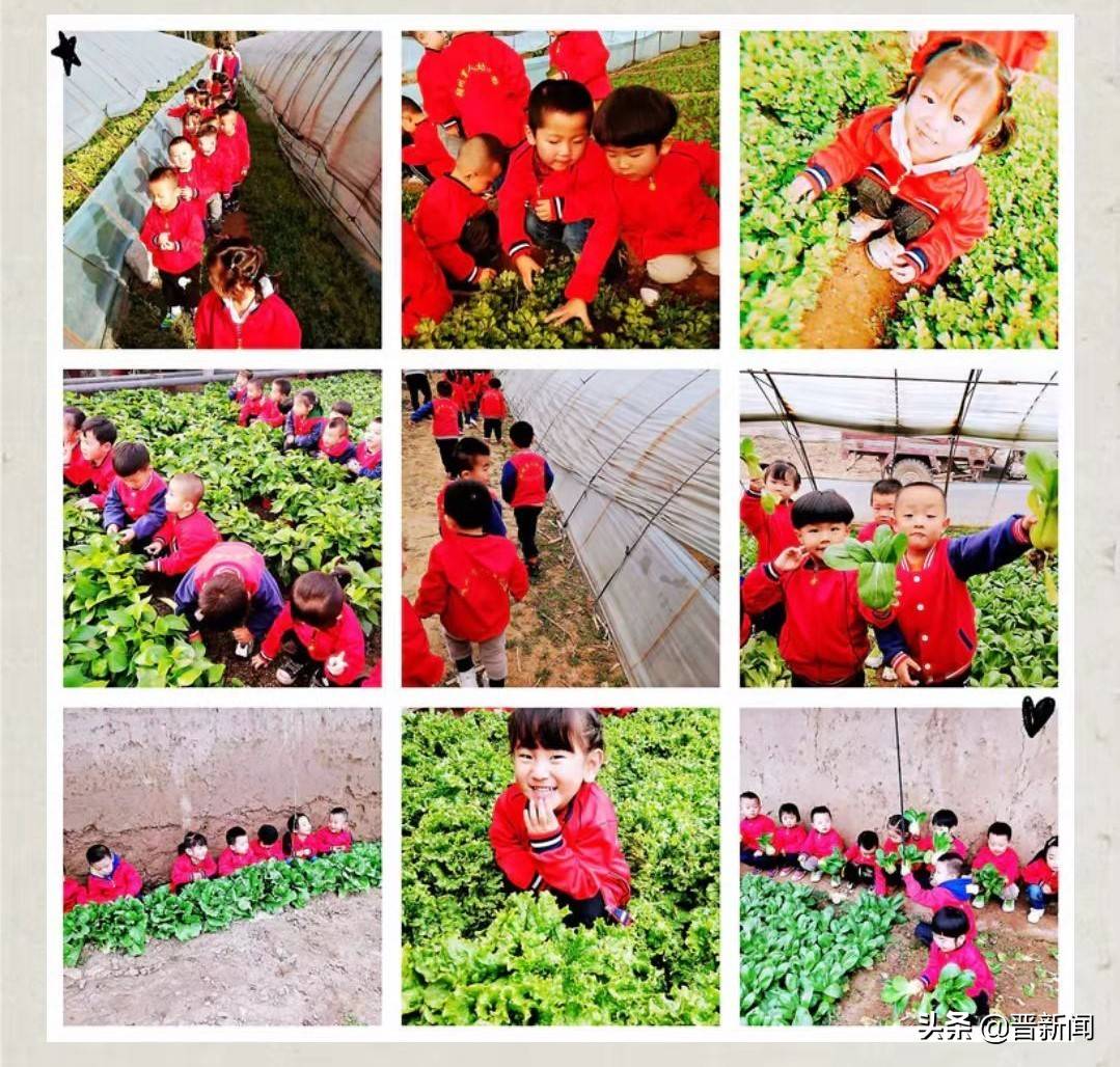 活动|朔州市朔城区育人幼儿园:社会实践活动在幼儿中生根发芽