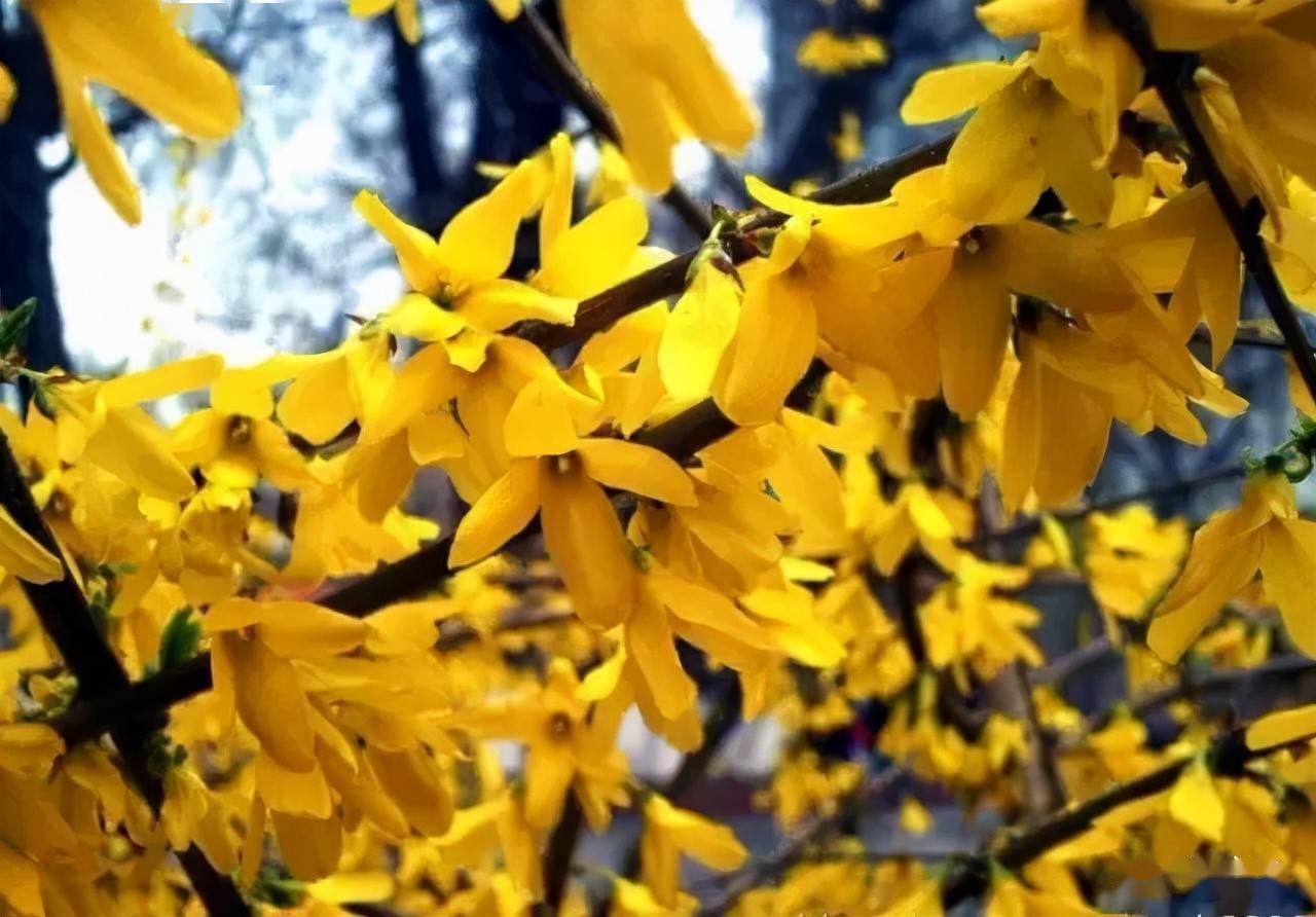 18种常见的先花后叶植物集锦