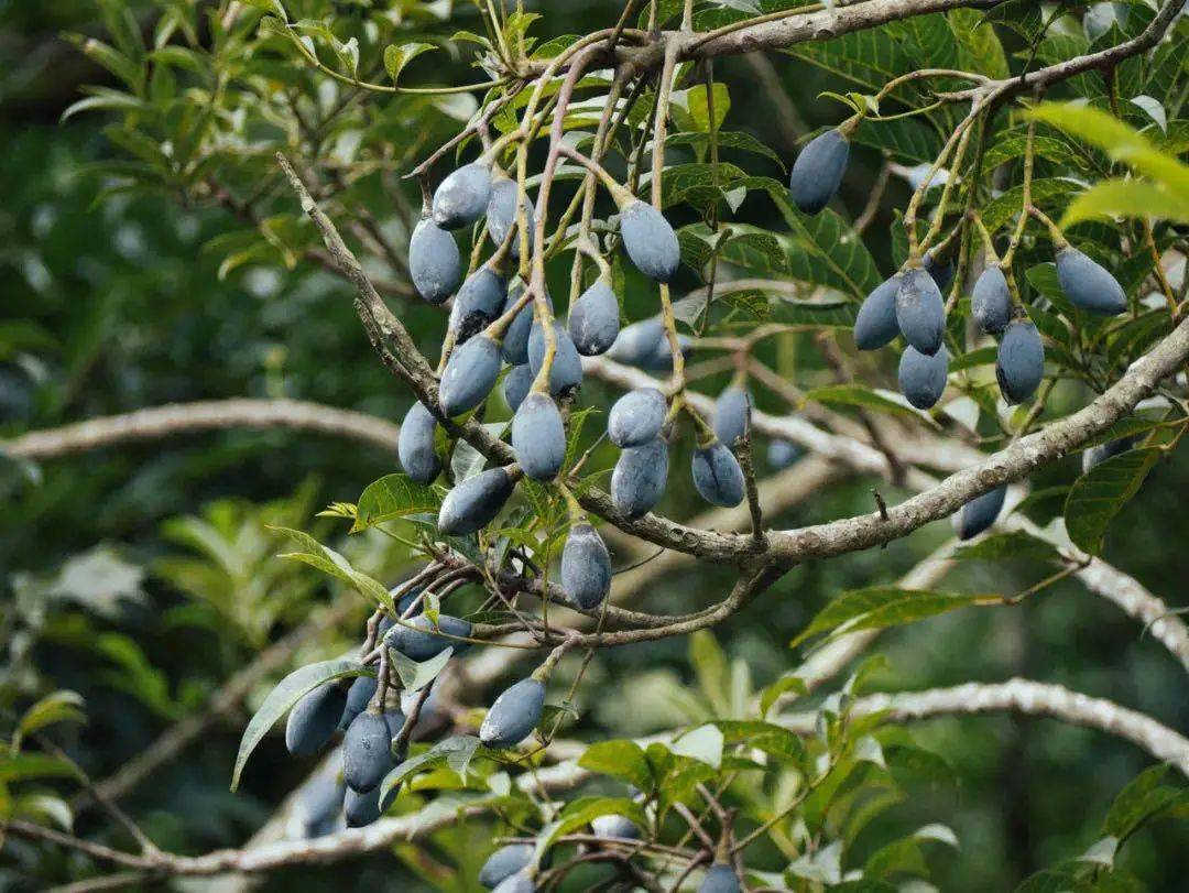 本月24—25日,精彩约定你!_乌榄